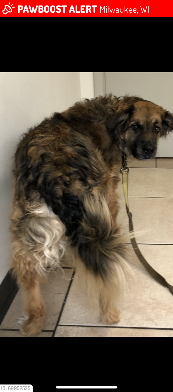 Lost Male Dog last seen bethmaur ln glendale wi, Milwaukee, WI 53218