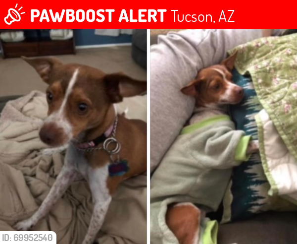 Lost Female Dog last seen Last seen at noon, heading west behind the hses on Big Meadow into the desert, Tucson, AZ 85756