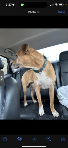 Found/Stray Male Dog last seen Division st, Arlington, TX 76012