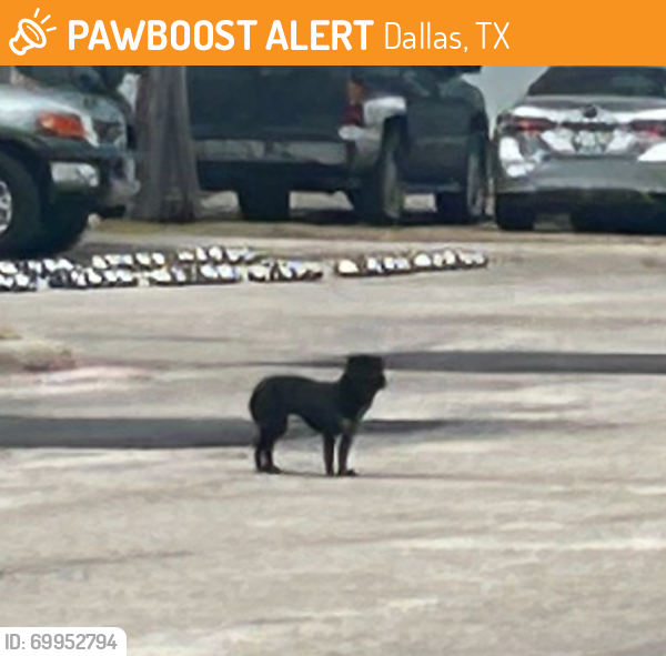 Found/Stray Unknown Dog last seen SE corner of coit and LBJ, Dallas, TX 75230