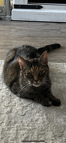 Lost Female Cat last seen E You Pocket Rd State Rd S 21-26, Florence, SC 29506
