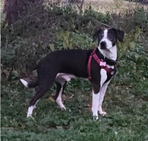 Lost Male Dog last seen Dees Road & Southern Road, Lyndon, WI 53944