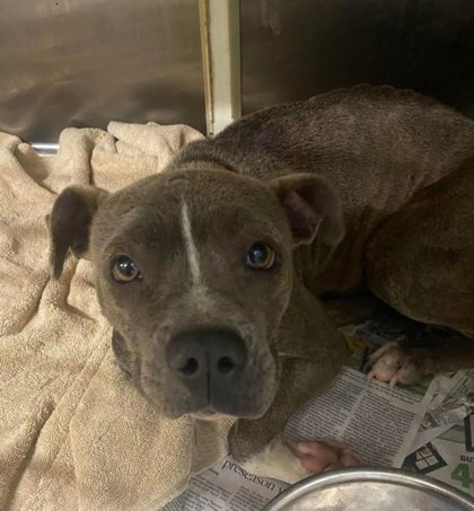 Shelter Stray Female Dog last seen Near BANK ST, 70805, LA, Baton Rouge, LA 70820