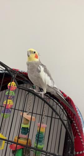 Lost Male Bird last seen Jocasse road at the lakes by new riverside , Bluffton, SC 29910