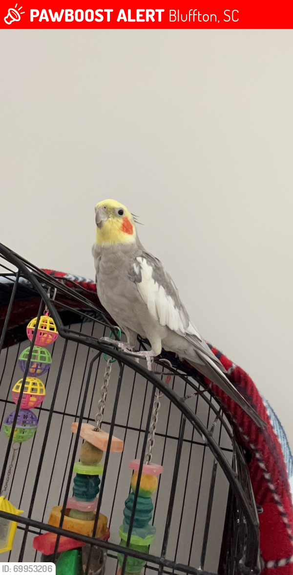 Lost Male Bird last seen Jocasse road at the lakes by new riverside , Bluffton, SC 29910