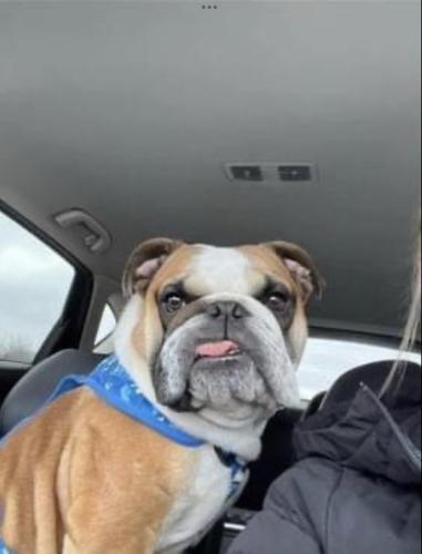 Lost Male Dog last seen N Ricketts Rd and Tayler Ct, Hallsville, MO 65255