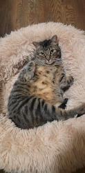 Reunited Male Cat last seen Near Highwire brewing, Durham, NC 27701