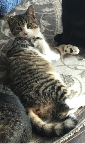 Lost Female Cat last seen Corning Heights apmts End of Sunset Dr Corning, NY, Corning, NY 14830