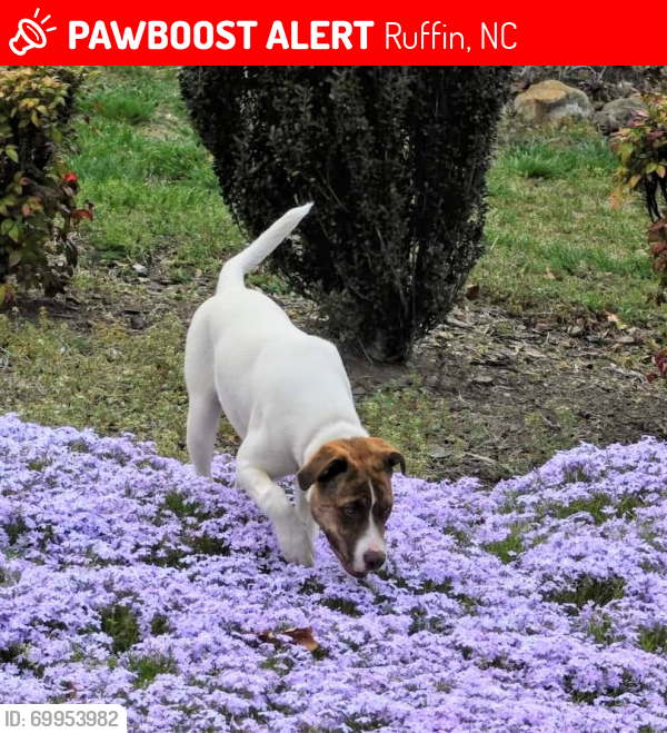 Lost Female Dog last seen Quick rd, Ruffin, NC 27326