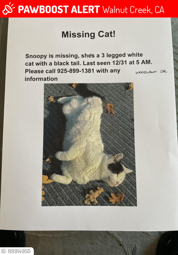 Lost Female Cat last seen Mayhew rd, Walnut Creek, CA 94597