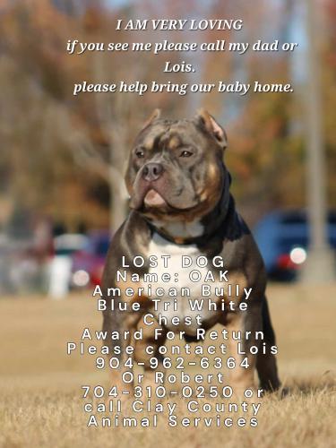 Lost Male Dog last seen Long Horn rd., Middleburg, FL 32068