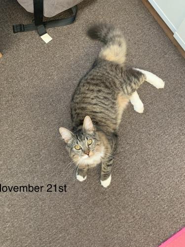 Lost Male Cat last seen Waterloo road Cooloongup , Cooloongup, WA 6168