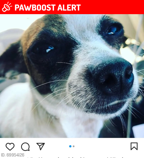 Lost Female Dog last seen , Kailua-Kona, HI 96740