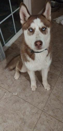 Lost Male Dog last seen 16th st and southern. , Phoenix, AZ 85040