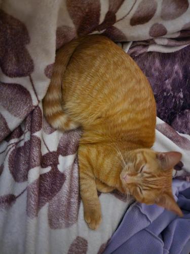 Lost Male Cat last seen Trindle bowling , Hampden Township, PA 17011