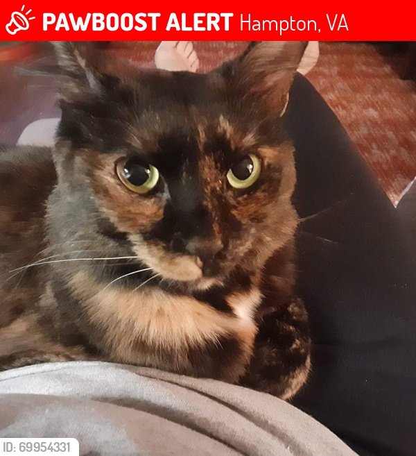 Lost Female Cat last seen Peachtree Lane Hampton VA , Hampton, VA 23669