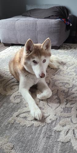 Lost Male Dog last seen Old hobart Rd, Riverwalk subdivision , Lake Station, IN 46405