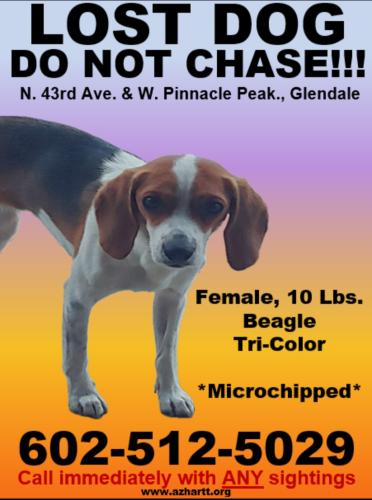 Lost Female Dog last seen 43rd ave and Alameda , Phoenix, AZ 85310