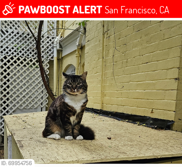 Lost Female Cat last seen Steiner  and Jackson Street , San Francisco, CA 94115