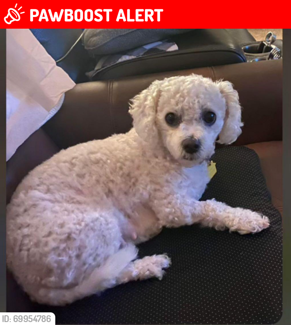 Lost Female Dog last seen Windsor Dr & Highland , San Juan Capistrano, CA 92675