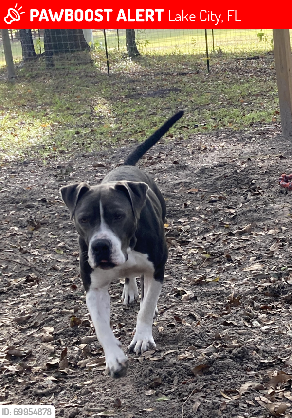 Lost Male Dog last seen Near sw country road 240, Lake City, FL 32024