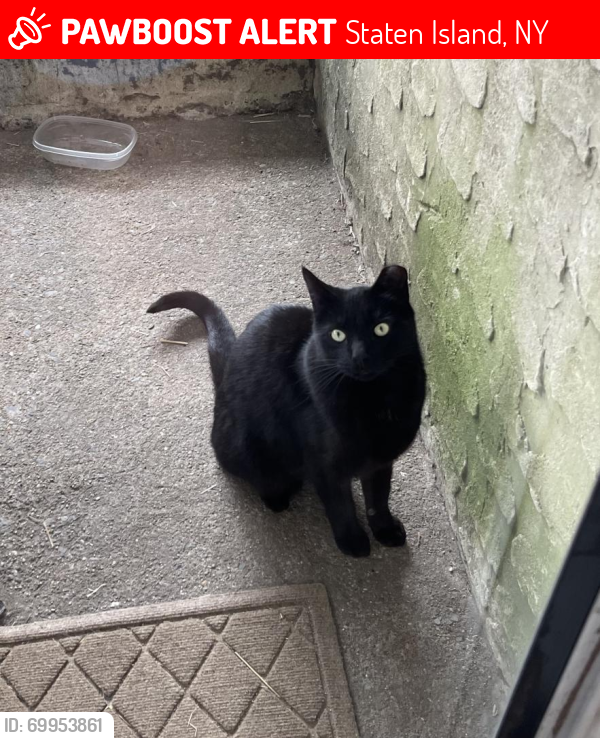 Lost Male Cat last seen Cambridge Avenue between Watchogue Road and Caswell Avenue, Staten Island, NY 10314