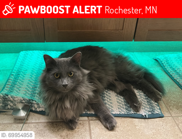 Lost Male Cat last seen Near manor View Drive Nw Rochester. Minnesota , Rochester, MN 55901
