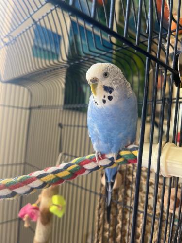 Lost Female Bird last seen English Mill ests subdivision in Northwest Pensacola, just West of the Klondike Baptist Church, Pensacola, FL 32526