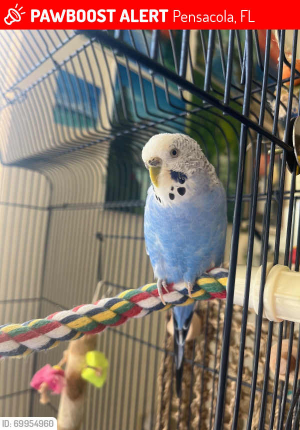 Lost Female Bird last seen English Mill ests subdivision in Northwest Pensacola, just West of the Klondike Baptist Church, Pensacola, FL 32526