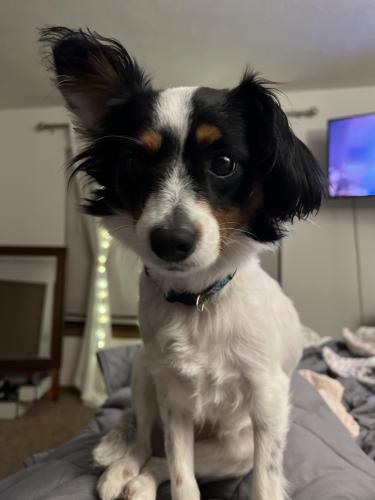 Lost Female Dog last seen Lynhurst Road, Indianapolis, IN 46241