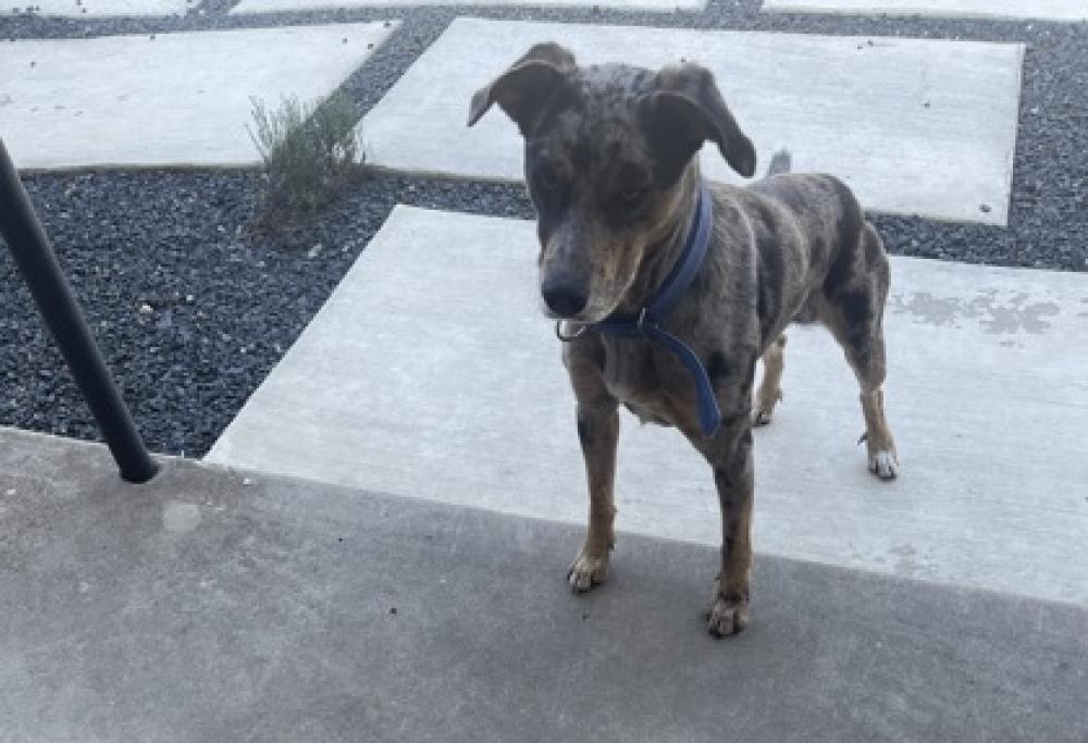 Shelter Stray Male Dog last seen San Antonio, TX 78223, San Antonio, TX 78229