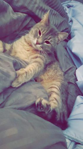 Lost Male Cat last seen McMurrey Lane off Red Hollow Rd. in Pinson, Pinson, AL 35215