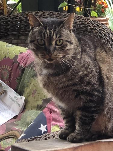 Lost Male Cat last seen Parda Blvd and Saufley Field Rd, Pensacola, FL 32526