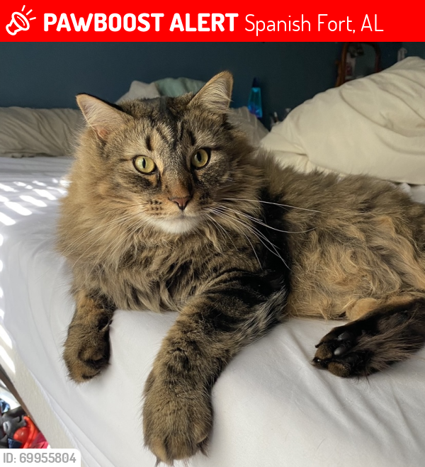 Lost Male Cat last seen The Lakes Subdivision, Spanish Fort, AL 36527