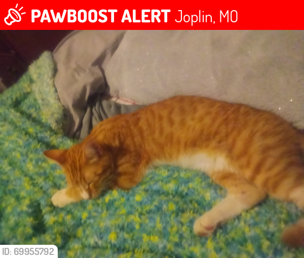 Lost Male Cat last seen 21st s Kentucky neighborhood, near the Joplin High School, Joplin, MO 64804