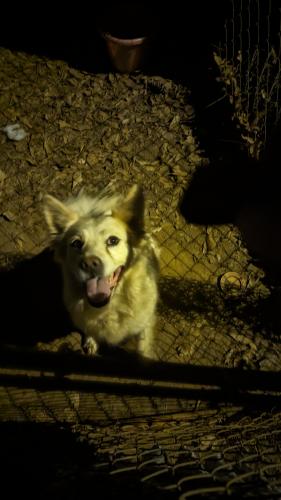Lost Female Dog last seen Hwy 29 Athens, Ga, Athens, GA 30601