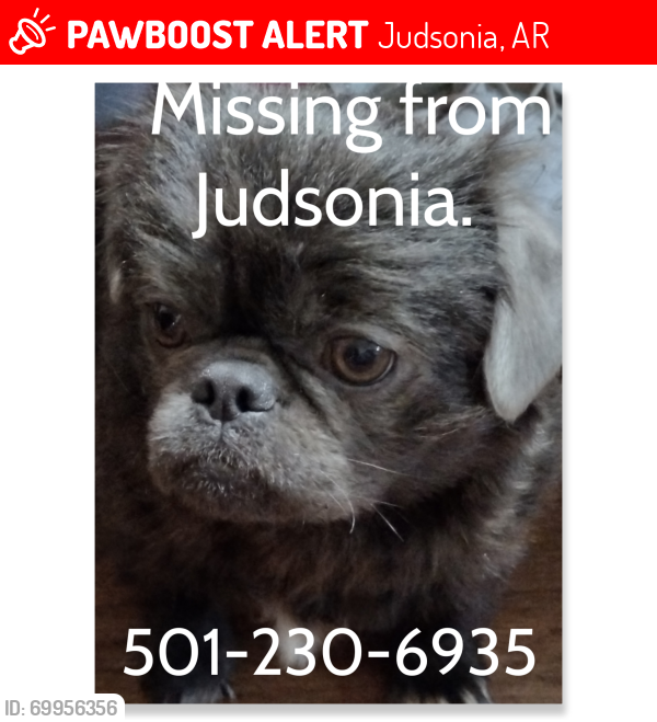 Lost Female Dog last seen Jacob and Sierra ln. , Judsonia, AR 72081