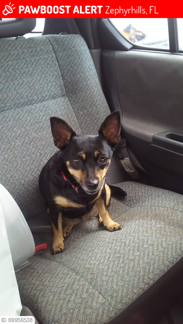 Lost Female Dog last seen 20th street hwy 54, Zephyrhills, FL 33542