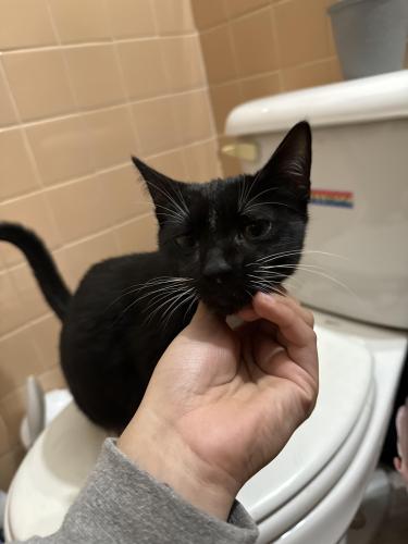 Lost Male Cat last seen Around olive springs road during the rain he was outside and must of been scared , Marietta, GA 30060