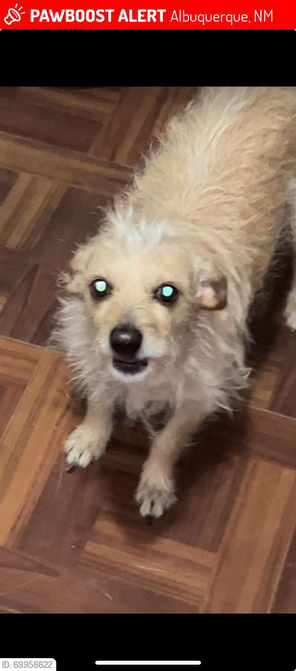 Lost Male Dog last seen Coors BLVD, Albuquerque, NM 87105