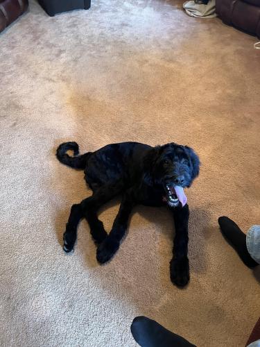 Lost Male Dog last seen Byers Rd, Parkview Church, Miamisburg, OH 45342