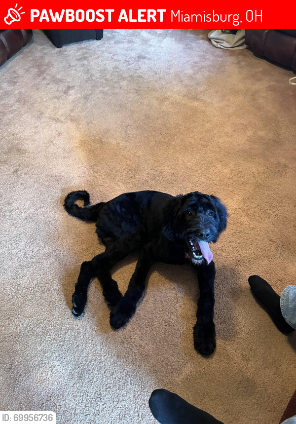 Lost Male Dog last seen Byers Rd, Parkview Church, Miamisburg, OH 45342