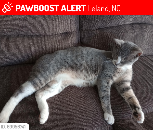 Lost Female Cat last seen Industrial rd, Leland, NC 28451