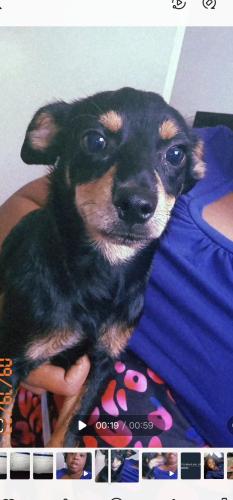 Lost Male Dog last seen Washburn Rd between bellflower and woodruff , Downey, CA 90242