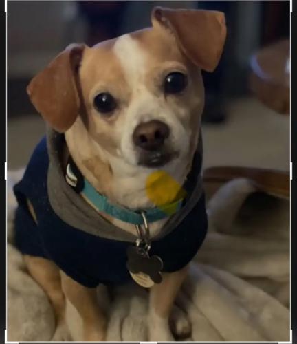 Lost Male Dog last seen Normal Heights East, San Diego, CA 92116