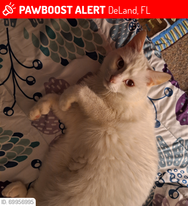 Lost Female Cat last seen Ashton Place Apartments, DeLand, FL 32724