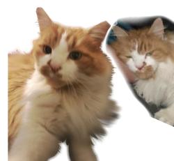 Lost Male Cat last seen Near Apple Ministry , Osceola, IN 46561