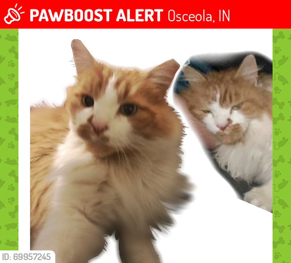 Lost Male Cat last seen Near Apple Ministry , Osceola, IN 46561
