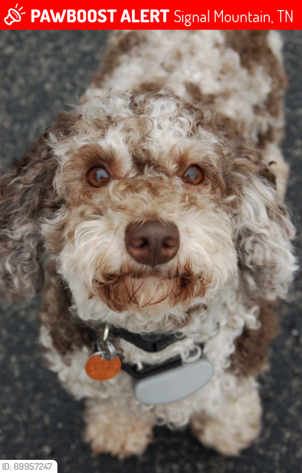 Lost Female Dog last seen Sunset Drive at Setting Sun Drive Signal Mt 37377, Signal Mountain, TN 37377