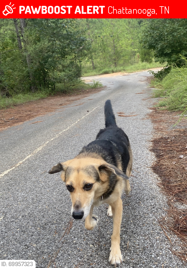 Lost Female Dog last seen She ran into the woods across target on 153, Chattanooga, TN 37343